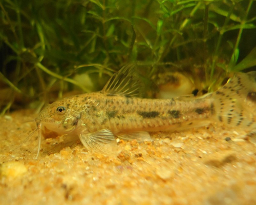 aspidoras fuscoguttatus.